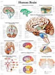 Human Brain - Anatomical Chart